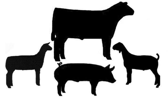 Livestock Judging