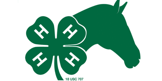 4-H Horse