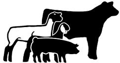 4-H Livestock