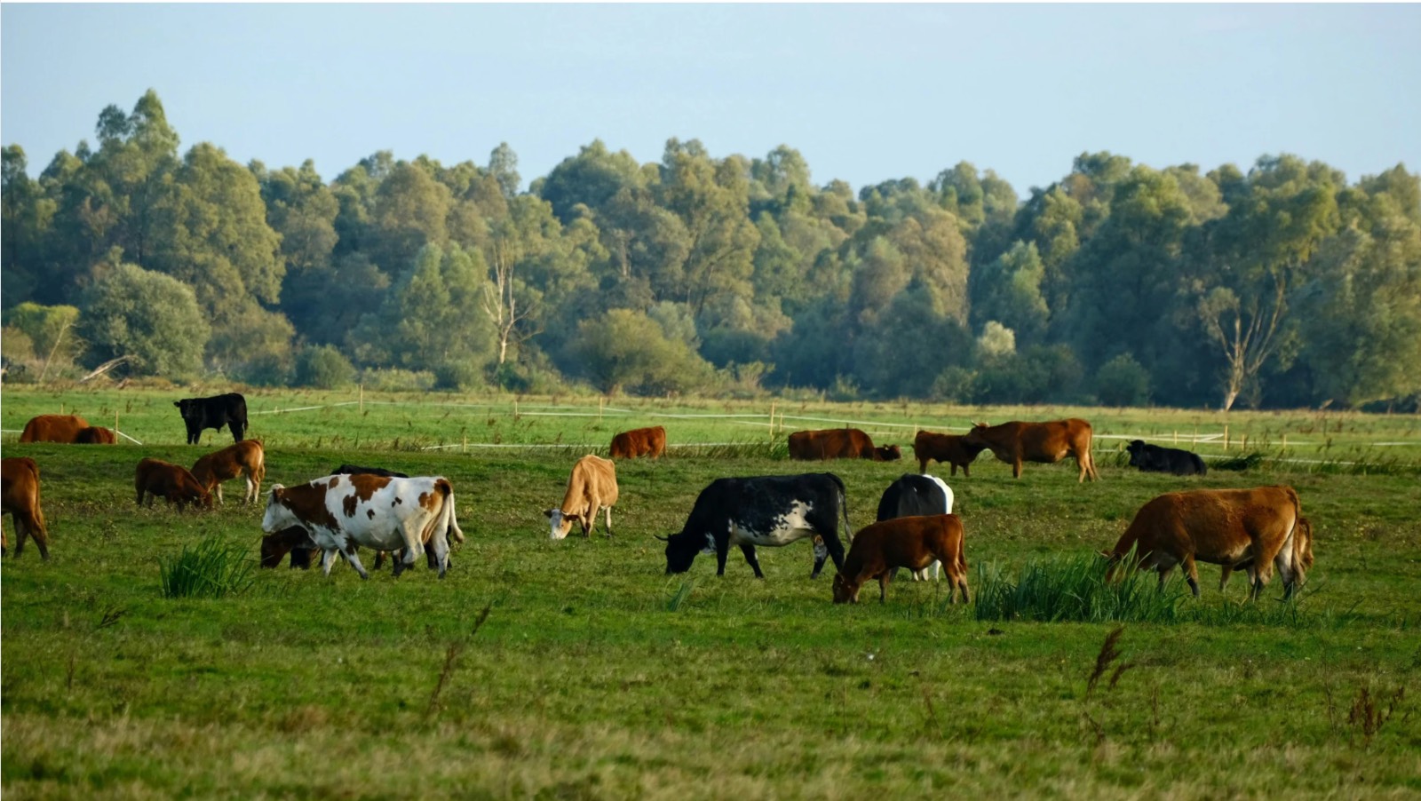 Livestock in field
